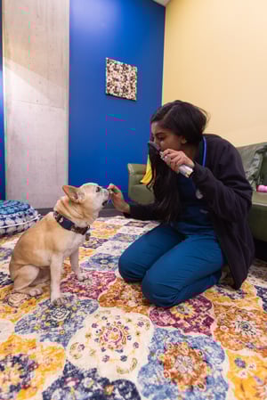 Images PetVet365 Pet Hospital Denver / University