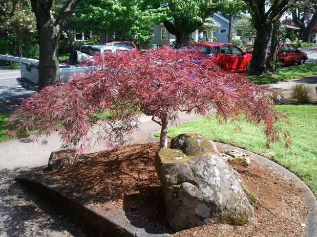 Images Aspen Tree Service, LLC