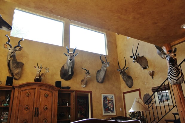 Images Safari Life Taxidermy