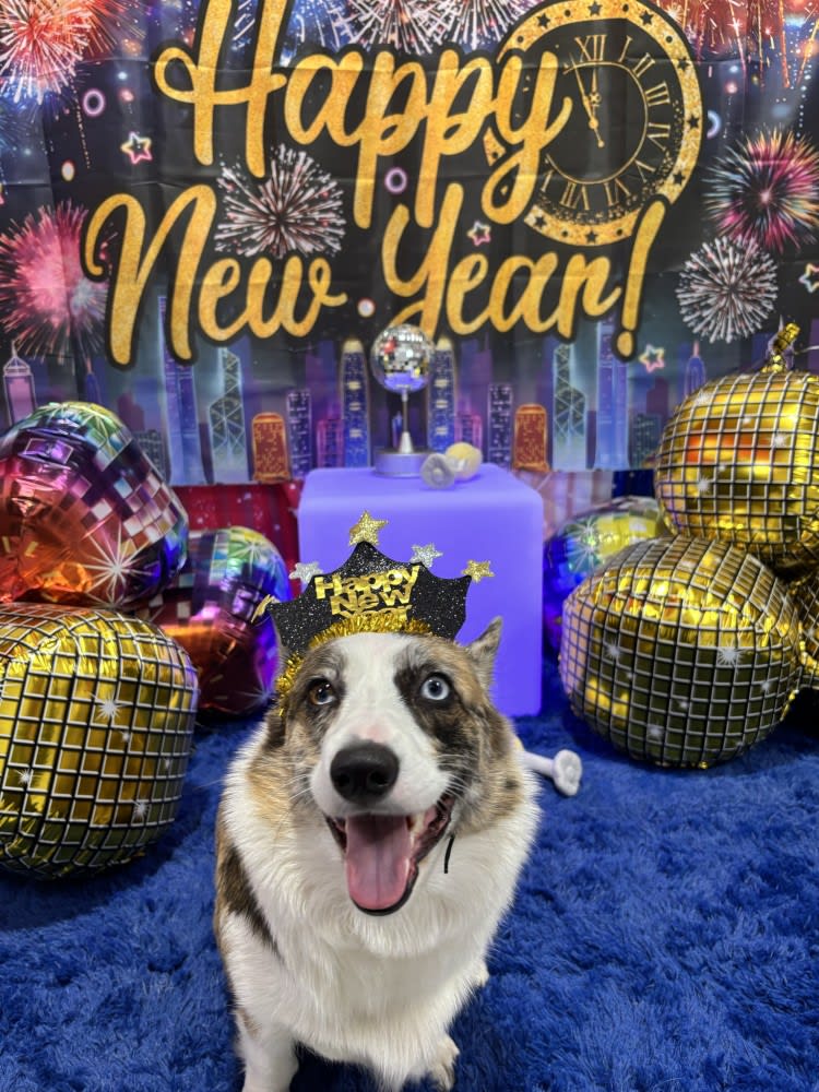 The Dog Stop - Katy Image