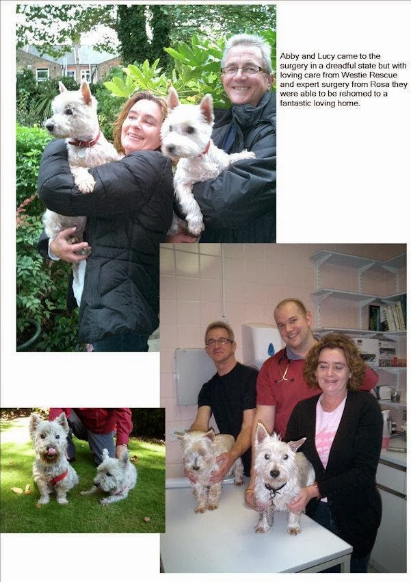 Images Streatham Hill Veterinary Surgery
