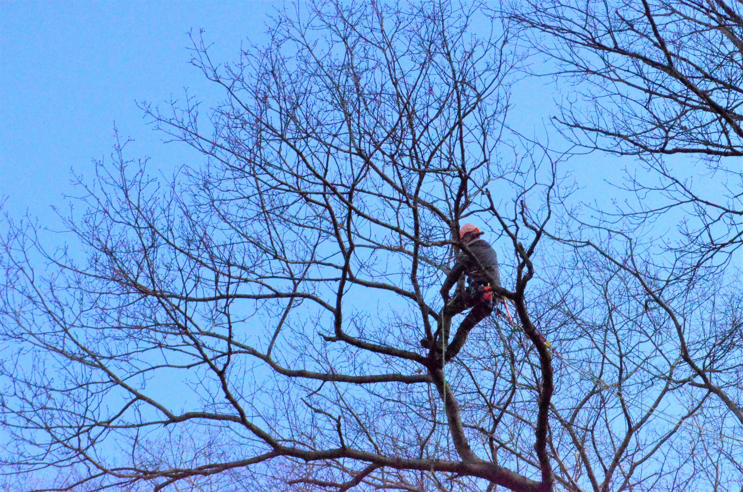 Baum & Natur, Richrather Weg 119 in Velbert