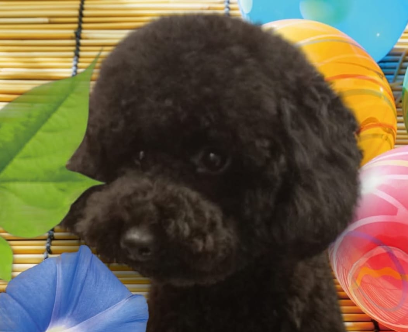 Images Come D'Incanto Toelettatrici e Beauty