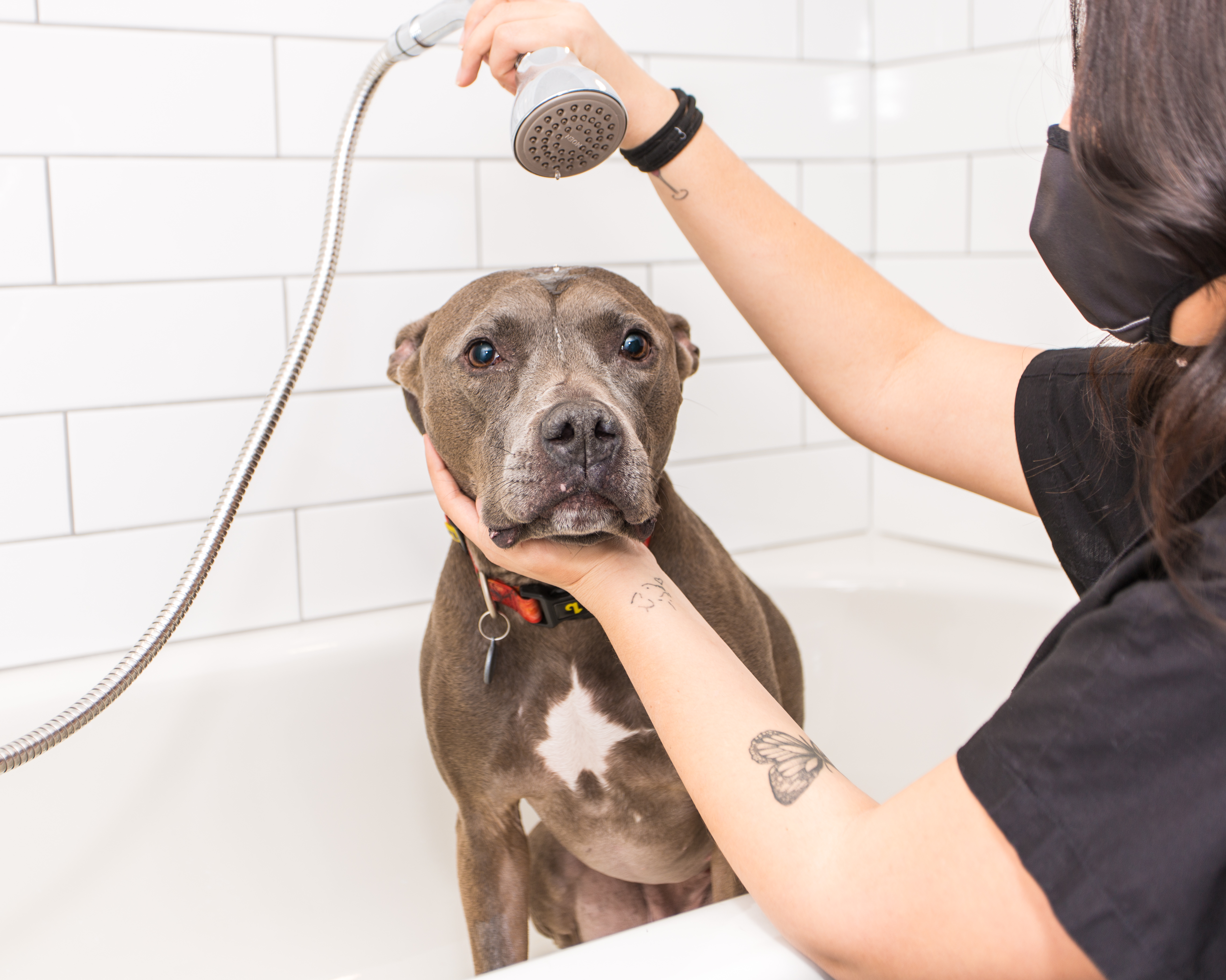Images Vet & Cie Brossard | Vétérinaire indépendant & québécois, Toilettage, Parc canin, Urgences chiens et chats | Montérégie