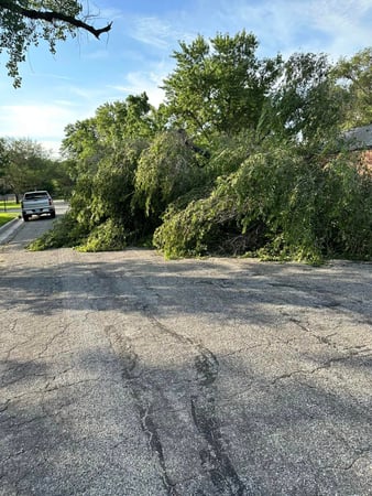 Images ICT Tree Service