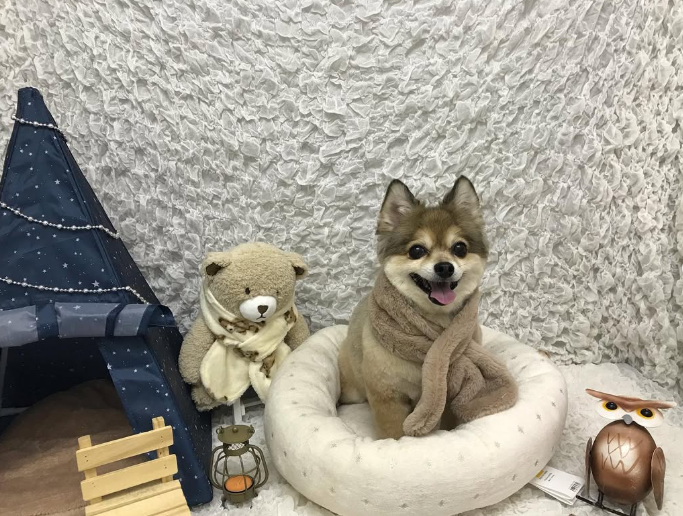 Images ペットショップ 犬の家