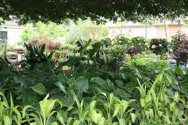 Images Fancy Plants
