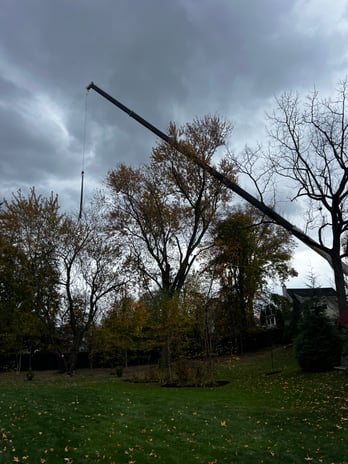 Images Second Nature Tree LLC