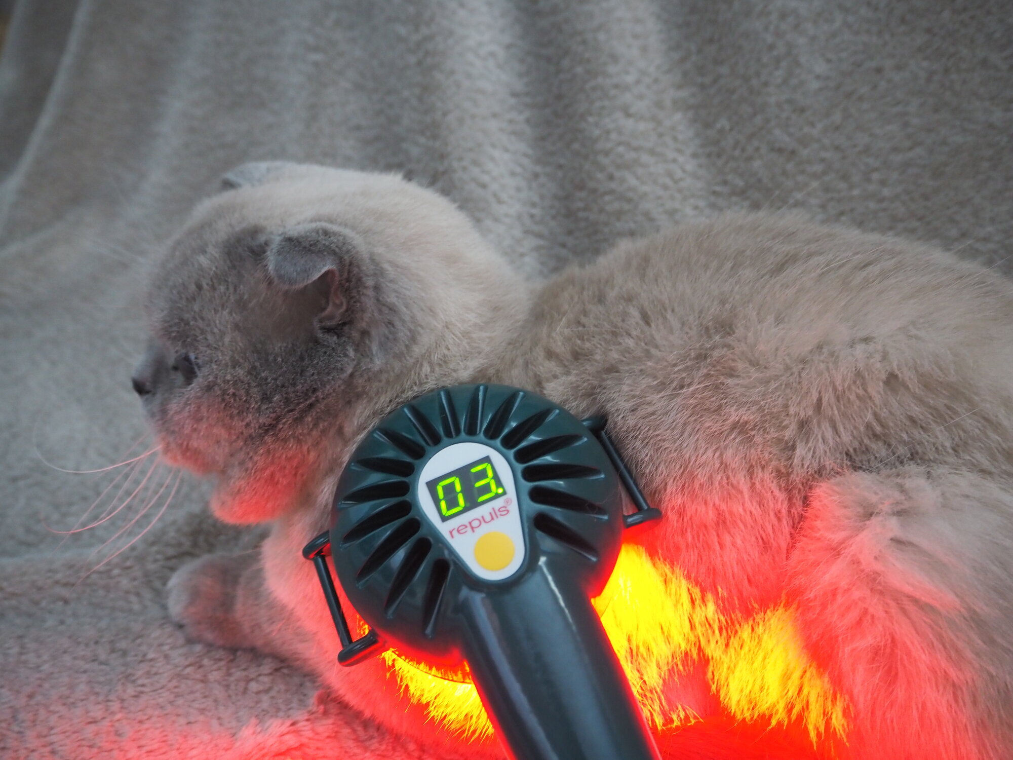 Tierphysio mit Franzi in Berlin