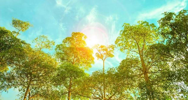 Images Tony J. Bricker Tree Service