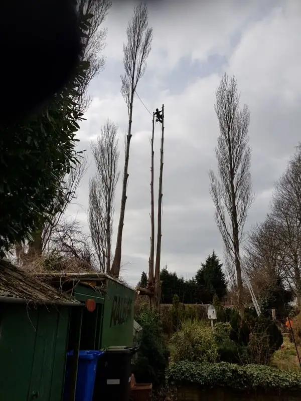 Images Poplar Tree Services Ltd