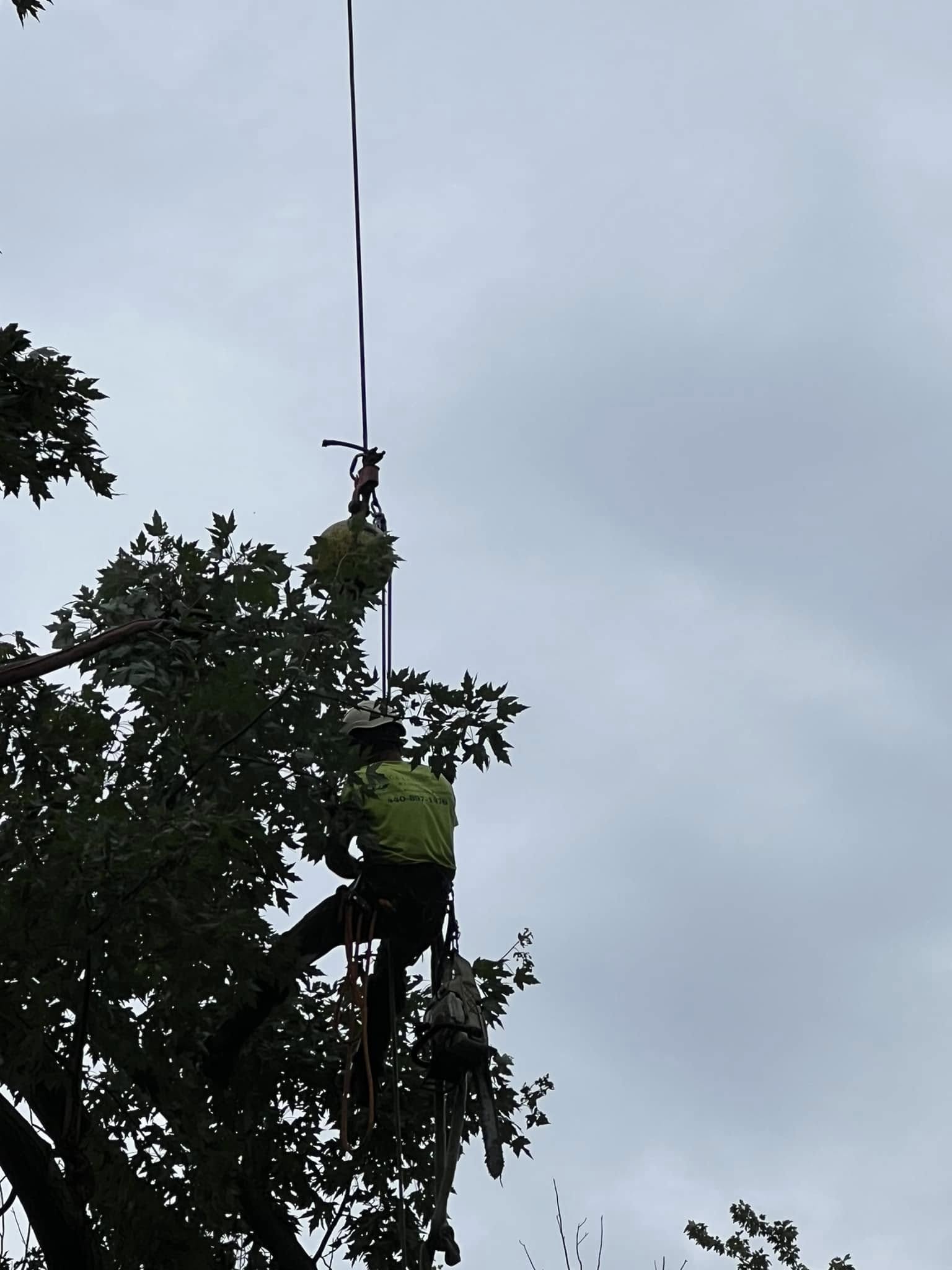 We offer expert tree trimming services at Lucca Landscaping & Construction LLC to help maintain the health, structure, and appearance of your trees. Regular trimming encourages growth and improves the overall look of your outdoor space. Our team works with attention to detail to shape your trees and remove any overgrowth. We aim to enhance both safety and curb appeal with every visit.