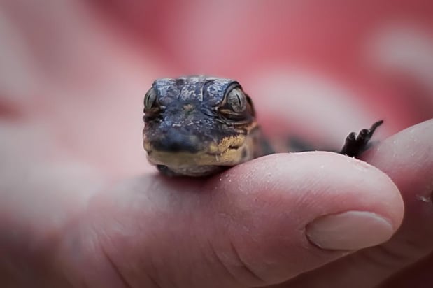 Images Cajun Encounters Tour Company