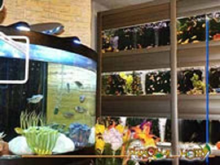 Images A.C.O. Personal Hobby