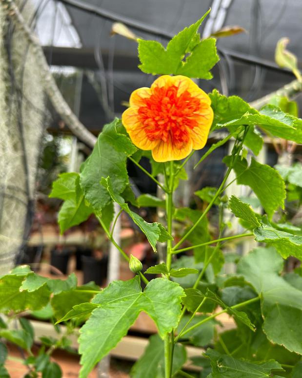 Images Back Yards Aqua Farm LLC