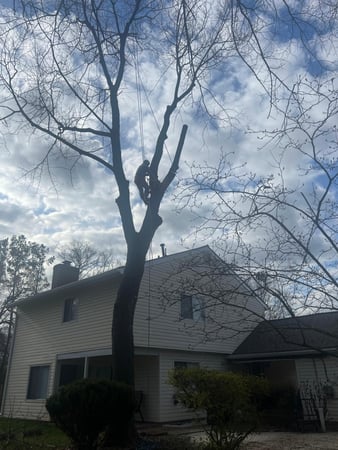 Images Z&M Tree Service TN