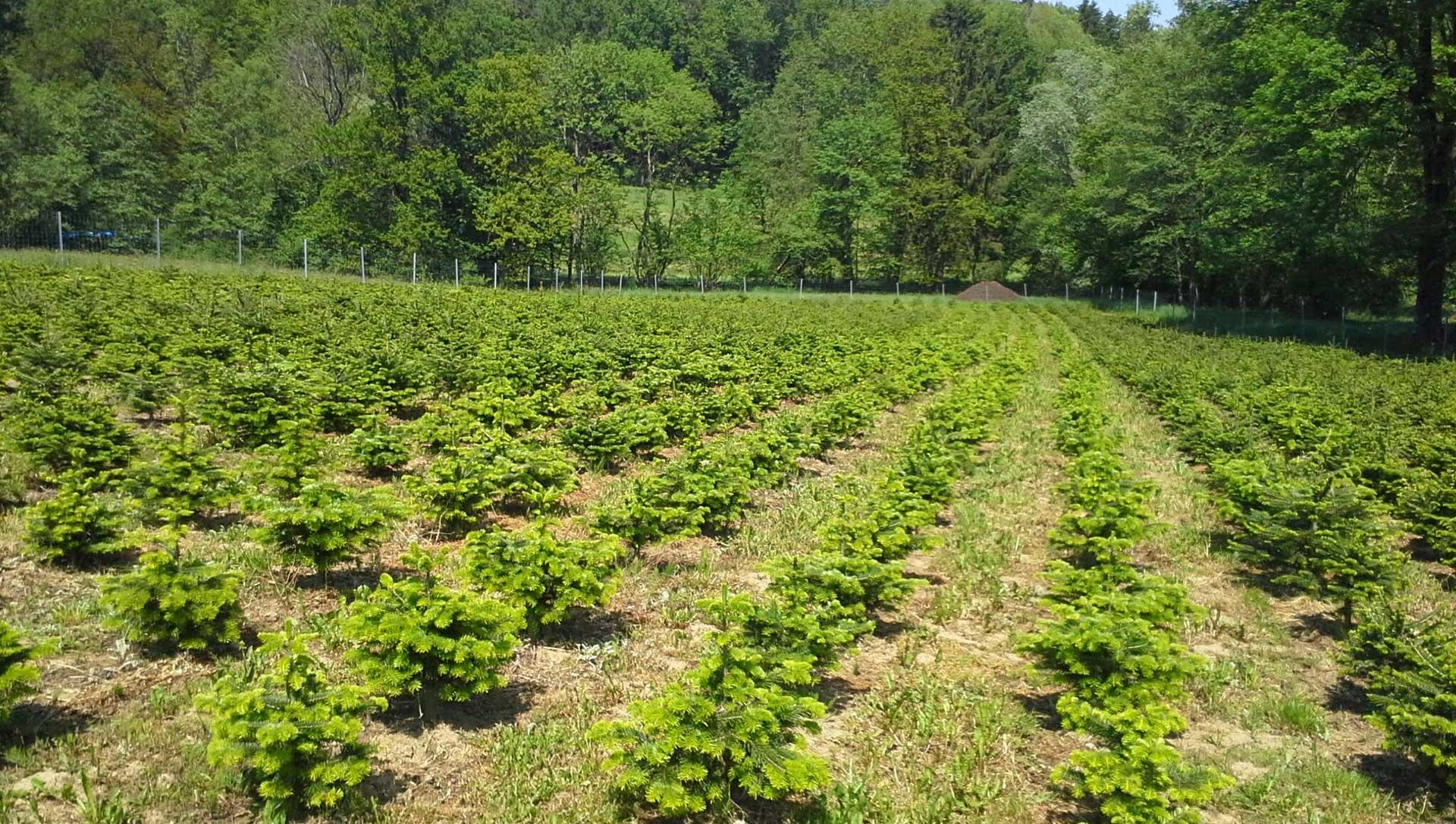 Moitz Christbaum & Reisig, Heimschuhstraße 41 in Heimschuh