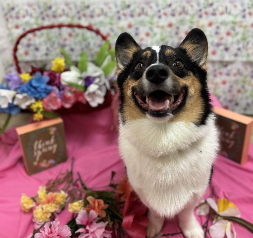 fido fido Dog Daycare & Boarding Image