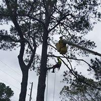 Snell Tree Experts LLC Photo