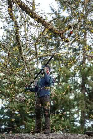 Images Branching Out Tree Care, LLC
