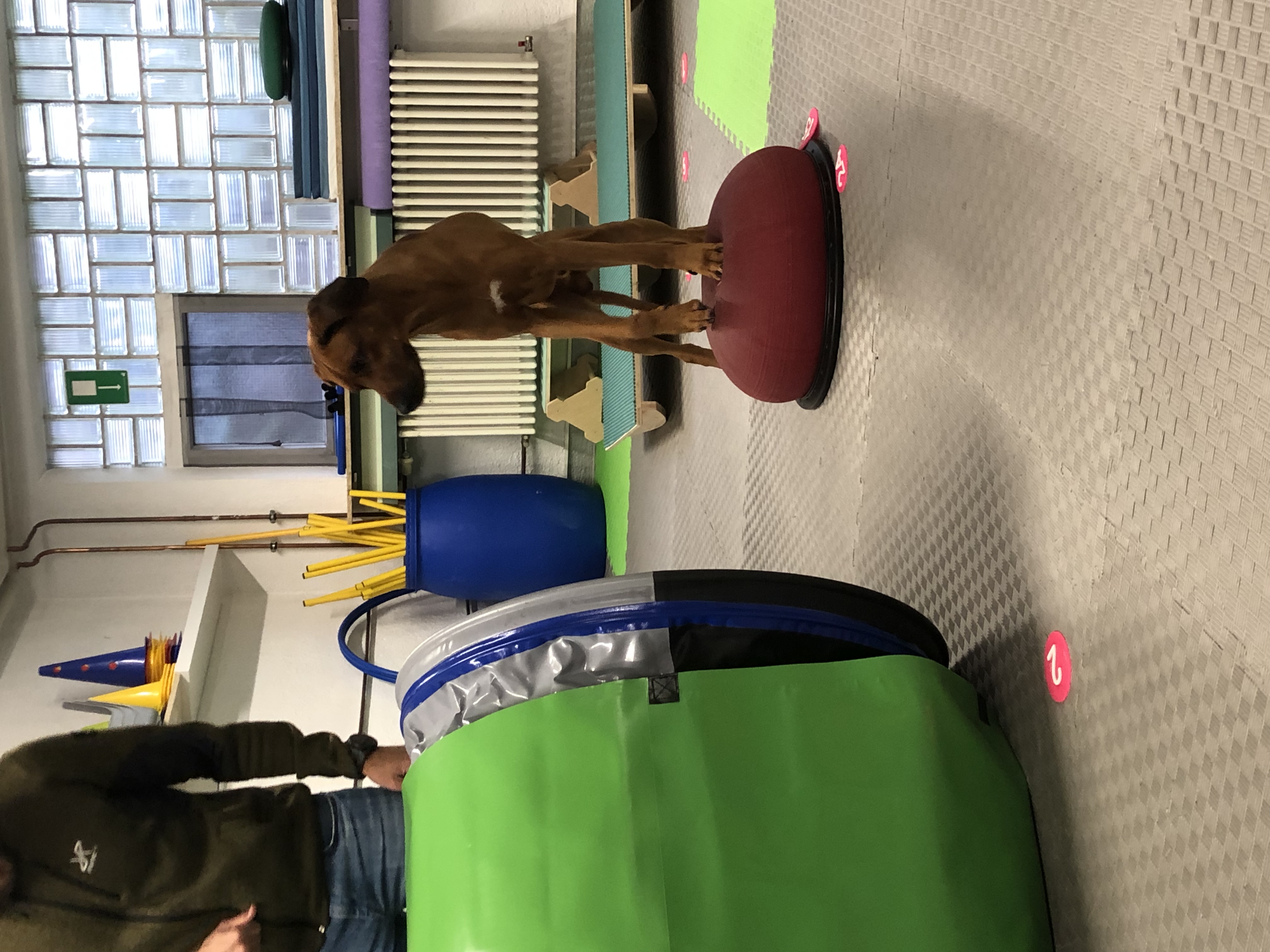 Bilder DOX.fitness - Hundeschule