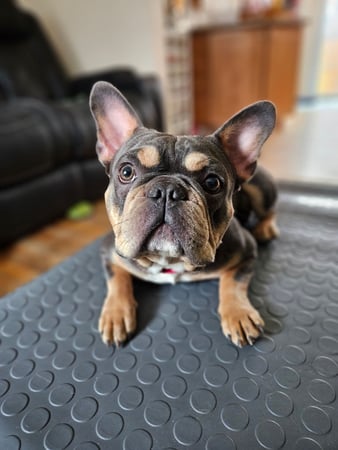 Images ABC's of Dog Training