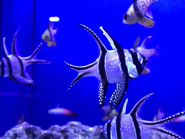 Images Aquariums Unlimited LLC