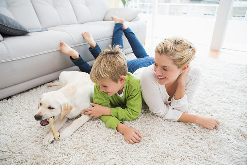 Images Good and Clean Carpet Cleaning Albany