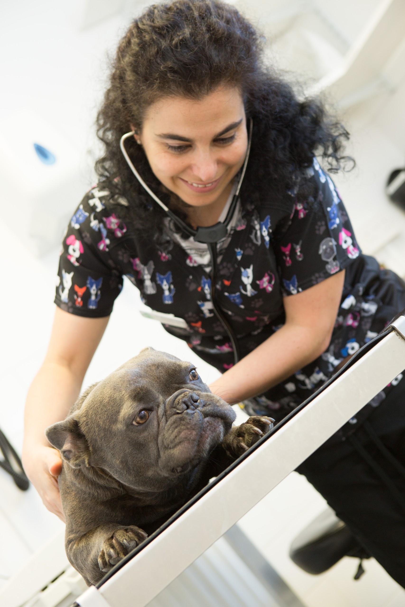 Images Streatham Hill Veterinary Surgery