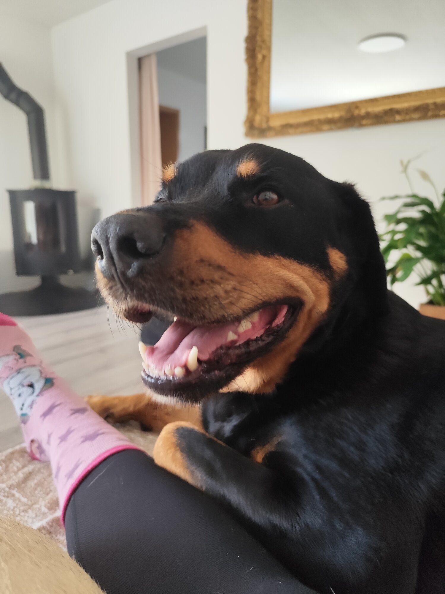 Pfoten Anker, Alt Pastitz 5 in Putbus