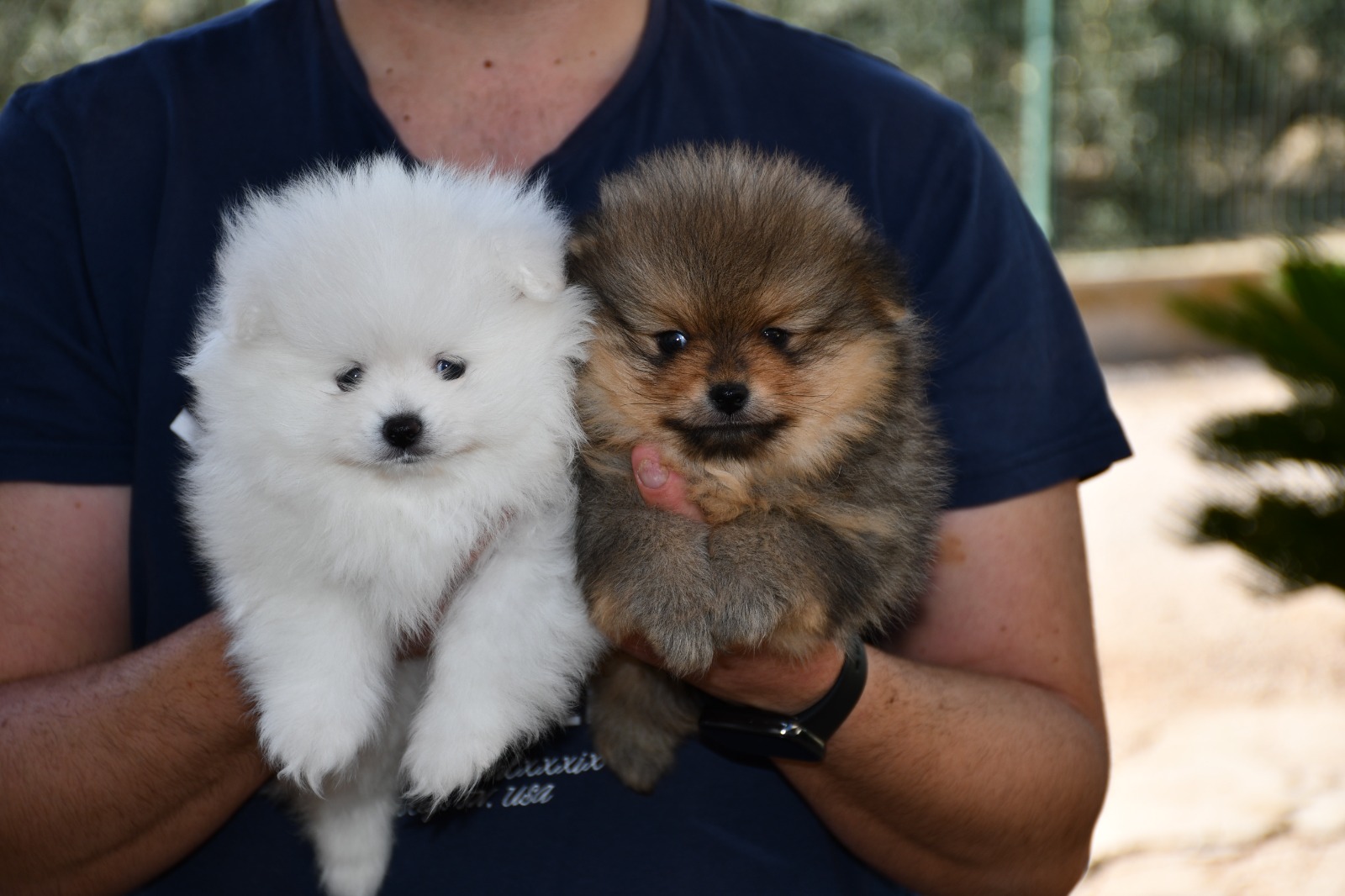 Images Olimpo De Zeus