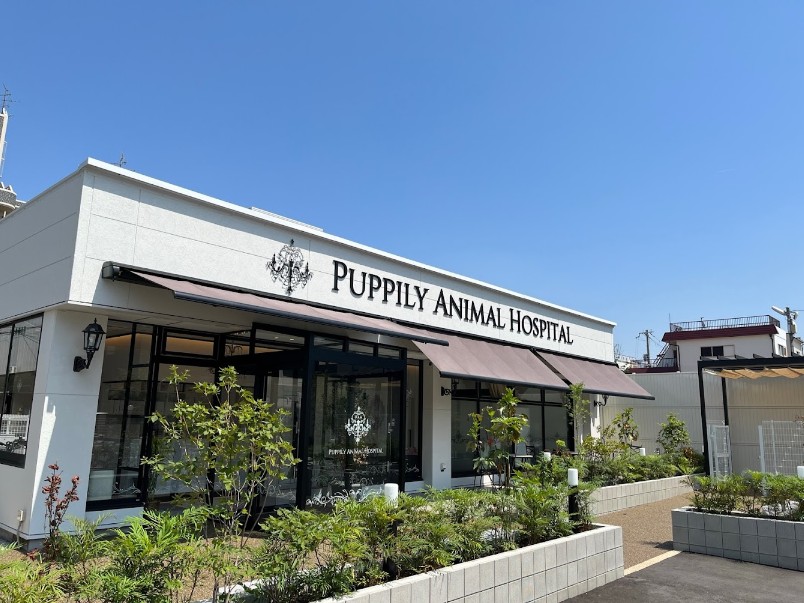 Images PUPPILY ANIMAL HOSPITAL