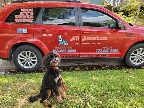 All American Dog Training Academy Valrico (813)685-6666