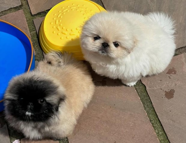 Images Puppies For Sale