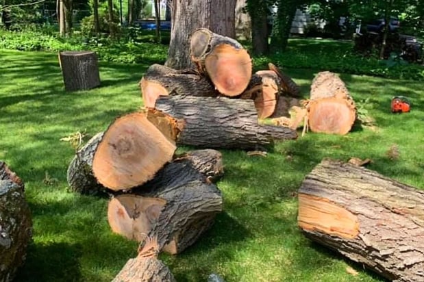 Images Any Cut Tree Service