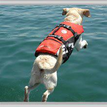 Images Great Outdogs