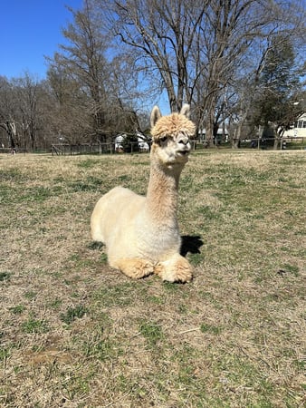 Images Alpaca Lane Criations