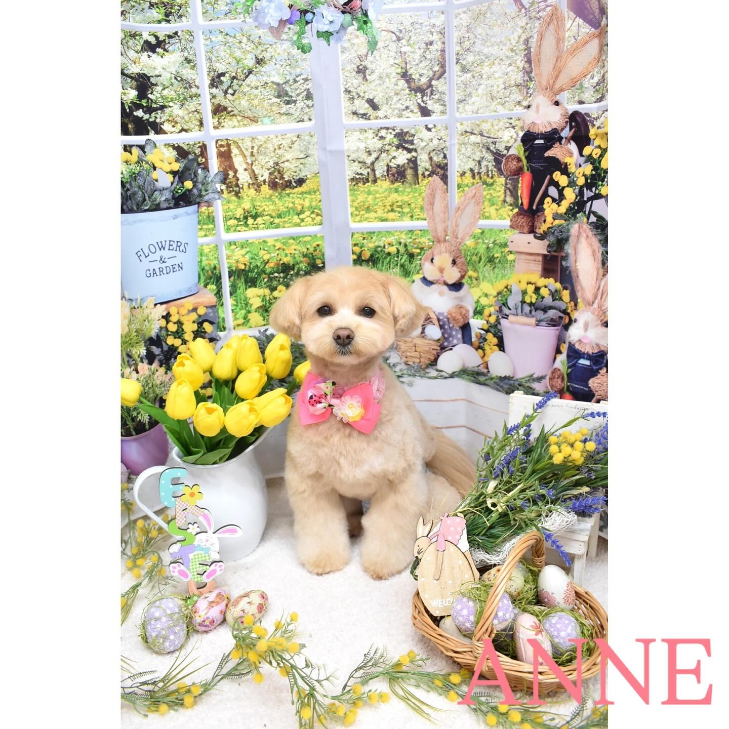 Images わんわんスタイルANNE