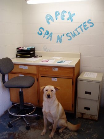 Images VCA Apex Animal Hospital