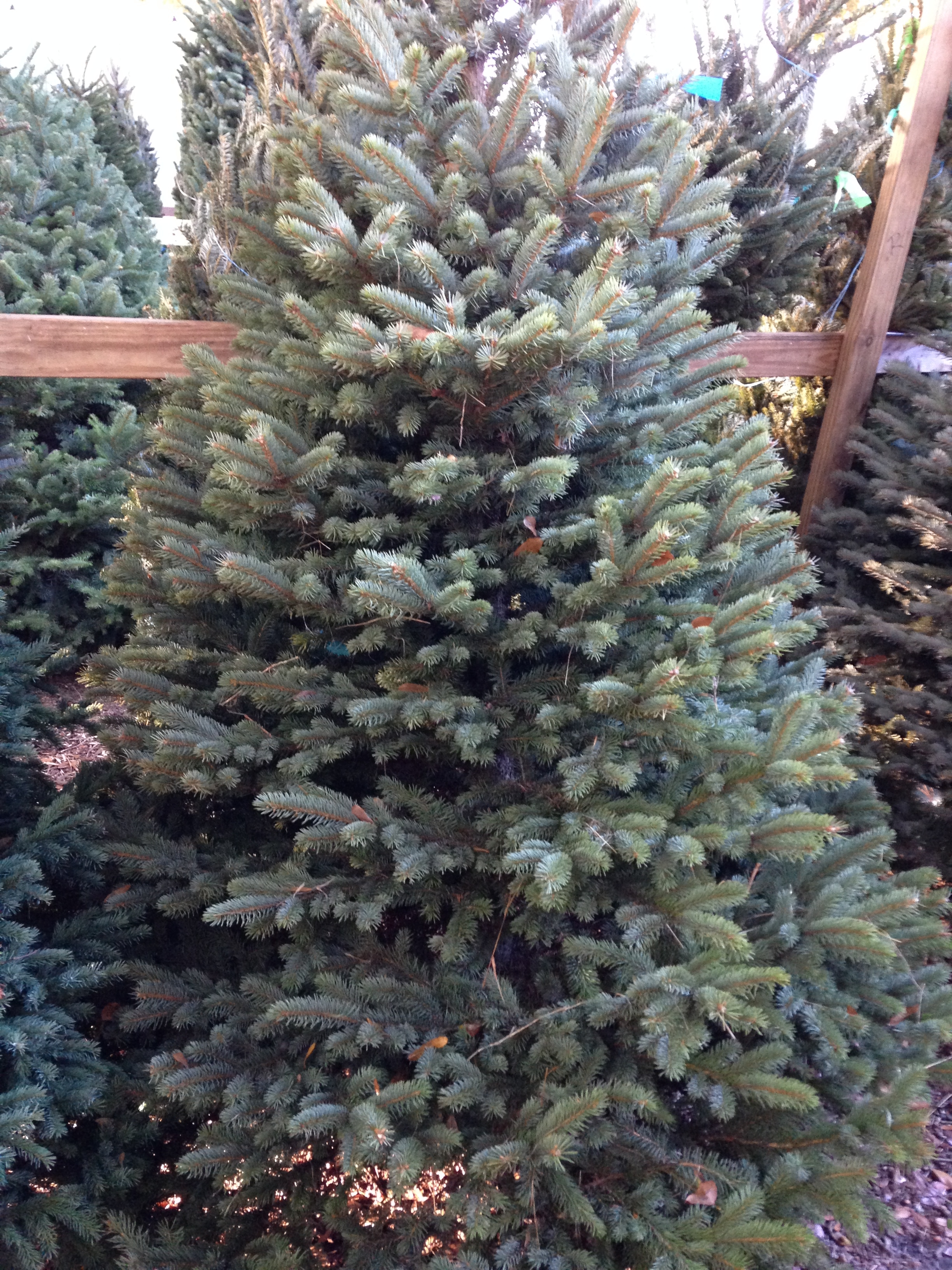 dave s christmas tree lot coupons near me in brandon dave s christmas tree lot coupons near me in brandon