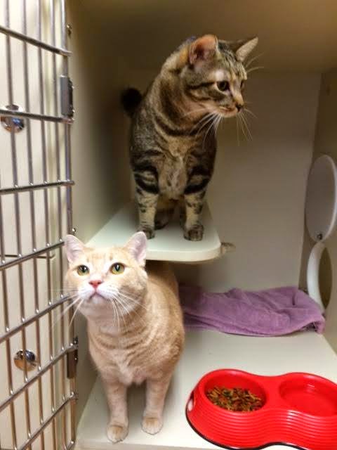 Images North Main Animal Hospital