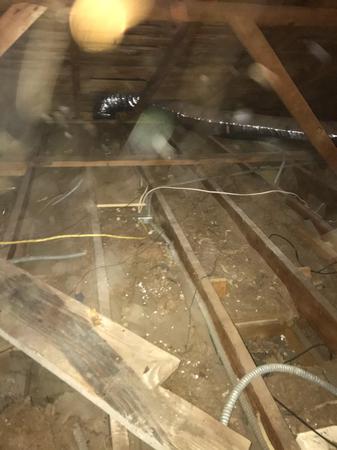 Images Rodent Solution