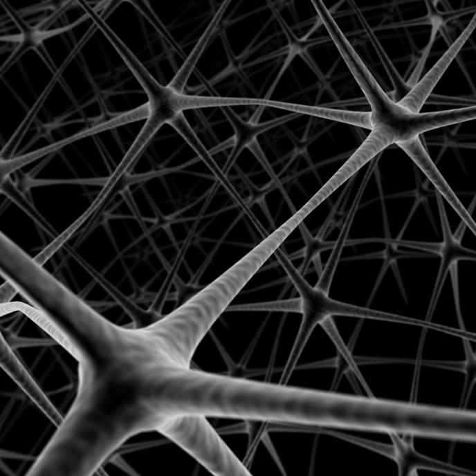 Images Pettirossi Dr. Paolo