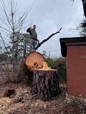 Images Tree Assault Tree Care