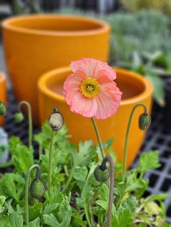 Images Northwest Landscape Supply