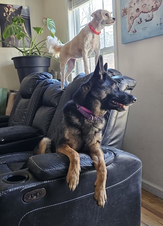 Images ABC's of Dog Training
