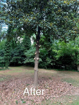 Images Owl Tree Experts