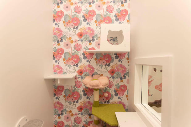 Images Cozy Cat Suites