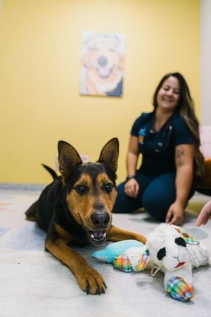 Images PetVet365 Pet Hospital Denver/Westminster