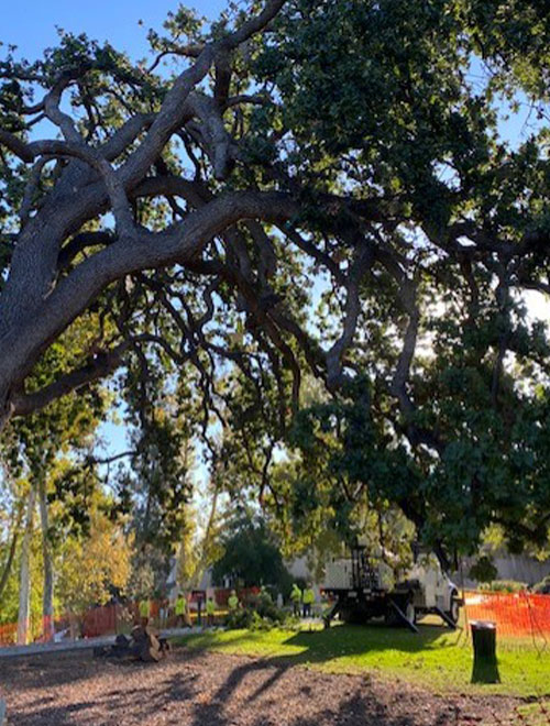Images Newbury Park Tree Service